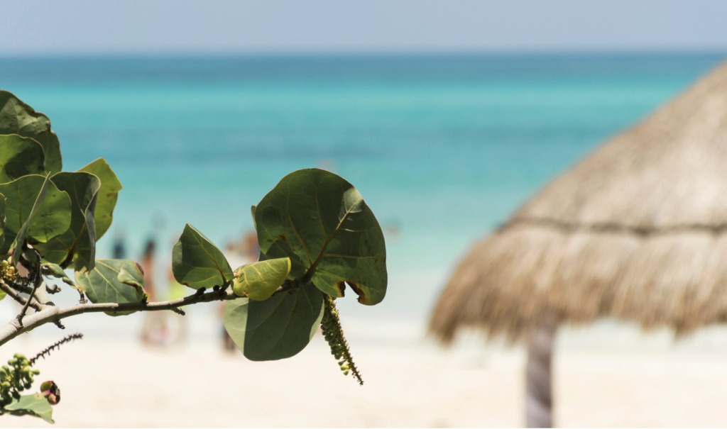 Mejores Excursiones en Cozumel para Cruceros 2026: Snorkel, Buceo y Más